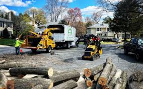 Best Commercial Tree Services  in Radisson, NY