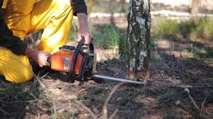 Best Lawn Disease Treatment  in Radisson, NY