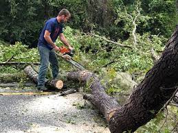 Best Fruit Tree Pruning  in Radisson, NY