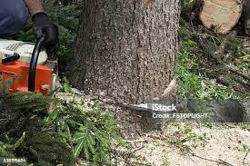 Best Tree Cabling and Bracing  in Radisson, NY