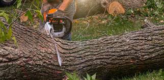 Best Tree Risk Assessment  in Radisson, NY