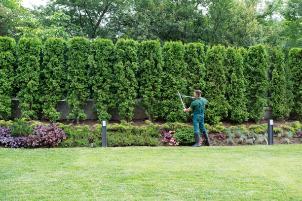 Best Lawn Mowing  in Radisson, NY