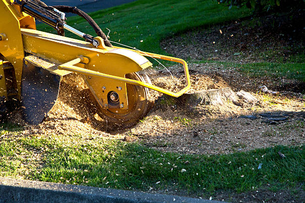 Best Stump Grinding and Removal  in Radisson, NY