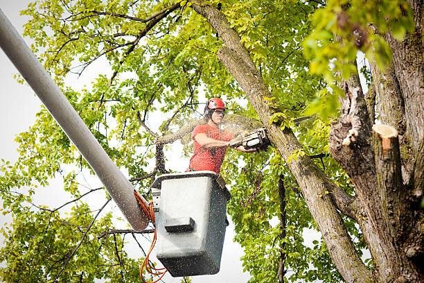 Best Palm Tree Trimming  in Radisson, NY